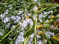 В РСО-Алания озимые культуры пострадали от града