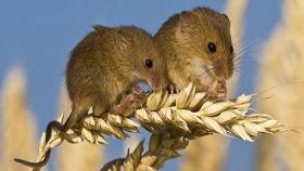 МСХ Крыма просит аграриев усилить защиту озимых от грызунов