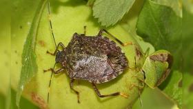 Россельхознадзор предупредил о новом опасном для РФ вредителе