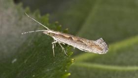 В Татарстане на посевах рапса появилась капустная моль