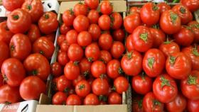 Российские помидоры впервые стали дешевле импортных