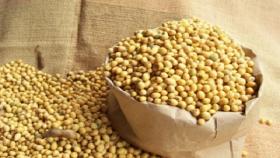 В России площадь сева сои выросла на четверть от прошлого года
