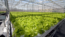 Тепличные органические овощи в России будут маркировать