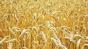 На Ставрополье взошло более 98% озимых