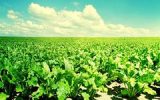 Аграрии Рязанской области добились рекордной урожайности сахарной свеклы