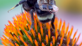 В Америке пчелы с наноприборами на спинке будут следить за урожаем