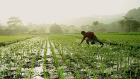 В Азии в ближайшее время исчезнут традиционные сорта риса