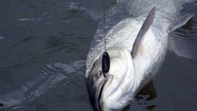 Специалисты оценят ущерб от гибели рыбы на Волге