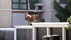 В Германии нашли сбежавшую корову на кpышe гapaжa