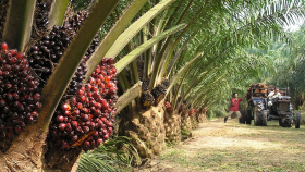 Индонезия резко повысила экспорт «пальмы» из-за растущего спроса