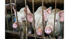 Отказ Еврокомиссии от уничтожения свиней может усугубить ситуацию с АЧС