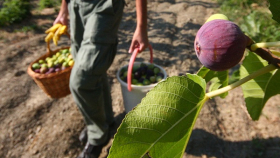 «Массандра» продолжит выращивание экзотических фруктов