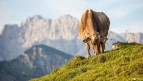 В Псковской области опасаются двух заболеваний скота