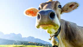Жительница Баварии хотела запретить колокольчики для альпийских коров