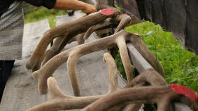 Власти ЯНАО хотят легализовать в РФ рынок оленьих пантов