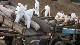 В Калининградской области из-за АЧС запретят держать свиней