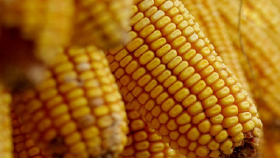 В США кукуруза на СВОТ подорожала до рекордной за год цены