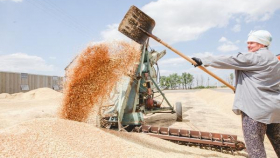 Экспорт пшеницы вошел в 10 рекордов экономики России
