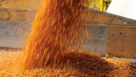 РЗС прогнозирует обвал зернового рынка