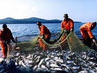 Добыча лосося и форели по России достигла рекордной отметки