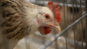 В Ростовской области нашли новую вспышку птичьего гриппа