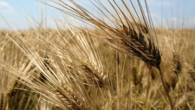 В Канаде улучшилось состояние посевов яровой пшеницы