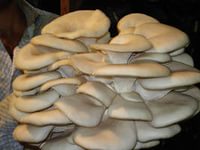 В Краснодаре намерены реализовать проект по выращиванию грибов