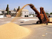 В Крыму почти завершено выстраивание логистики для вывоза зерна