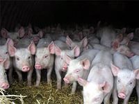В Вологодской области открывается крупнейшее свиноводческое предприятие