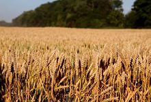 Восток Украины страдает от потери урожая