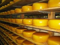 В Белгородской области должен появиться сырный завод