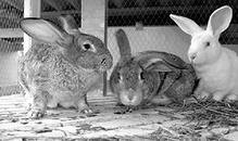 Промышленный убой кроликов начался в Краснодарском крае