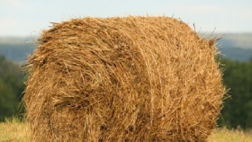 В Дагестане заготовили более 600 тыс. тонн грубых кормов