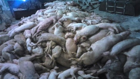 Свинокомплекс в Хабаровске избавится от 5,5 тысячи животных