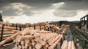 В России будут маркировать лесопромышленную продукцию