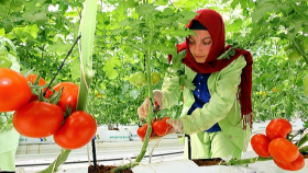 Поставку томатов в РФ начала турецкая компания Agrobay