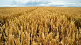 На американском рынке продолжают снижаться котировки на зерно