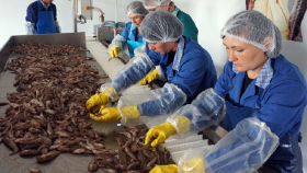 Ростовская область укрепляет позиции главного производителя рыбы в РФ
