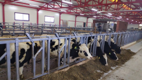 В Удмуртии открылась третья роботизированная молочная ферма