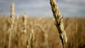 Калмыкия завершила уборку зерновых с рекордным показателем