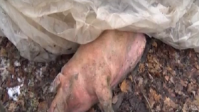 В Белгородской области нашли брошенные в лесу трупы больных свиней