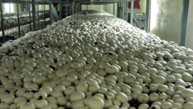В подмосковном Зарайске в 2018 году откроется новая грибная ферма