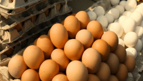 Четверть немцев снизила потребление яиц из-за фипронила
