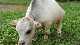 Корова Рани из Бангладеш попала в Книгу рекордов Гиннесса