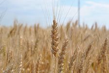 На Кубани улучшается состояние озимой пшеницы