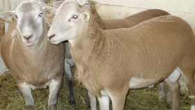 Мясная порода овец ленинградской селекции отмечена «золотом»