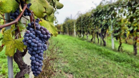 Госдума одобрила законопроект о развитии виноградарства и виноделия
