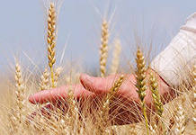 Губернатор Краснодарского края даёт хорошие прогнозы на урожай текущего года