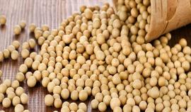 В июле в ЕС почти на 30% снизили импорт сои