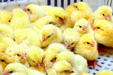 Более 28 000 цыплят из Голландии было отправлено в ООО «Челны-Бройлер»